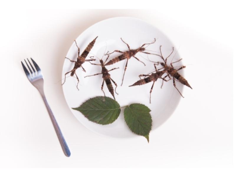 Insectos comestibles servidos en un plato gourmet, ejemplo de entomofagia moderna y sostenible.