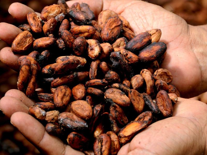 El cacao de San Martín