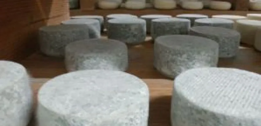 10 Días donde el protagonista es “EL QUESO”