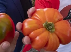 Feria Nacional del Tomate Antiguo