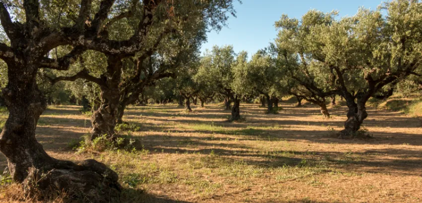 Oleoturismo Academy es la nueva plataforma de formación turística sobre el AOVE oleoturismo academy españa
