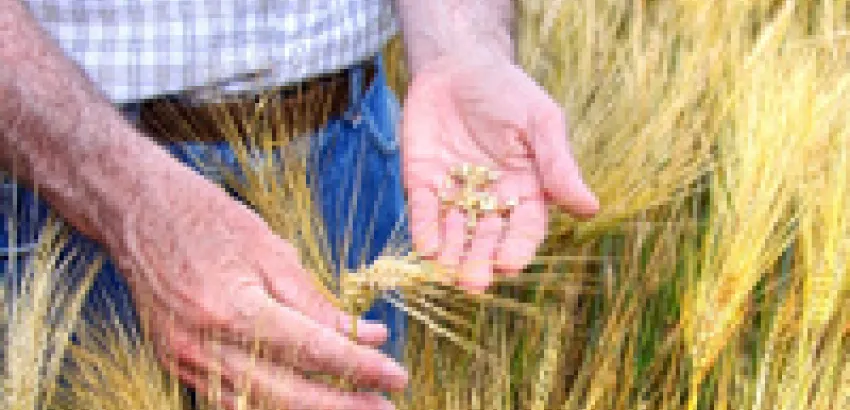 Fondo Monetario Internacional advierte por subida de precio de los alimentos Fondo Monetario Internacional advierte por subida de precio de los alimentos