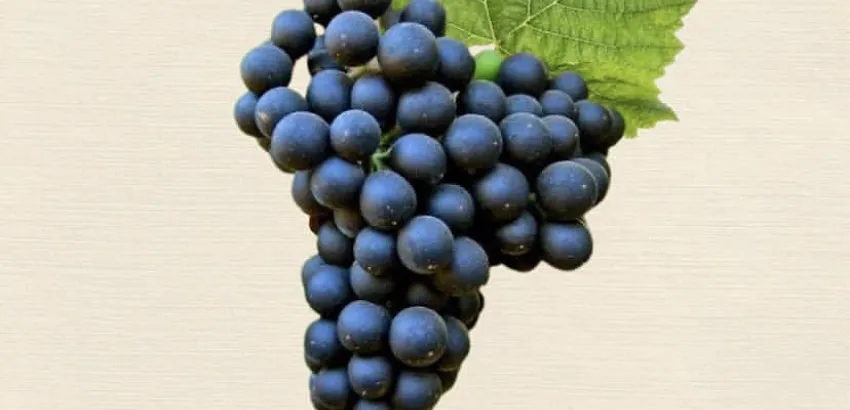 cabernet sauvignon cabernet sauvignon