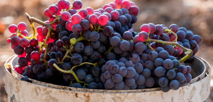 garnacha-peluda