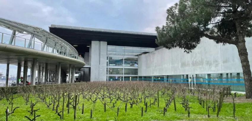 Viñedos urbanos, cuando el vino florece entre cemento y creatividad Viñedos urbanos, cuando el vino florece entre cemento y creatividad
