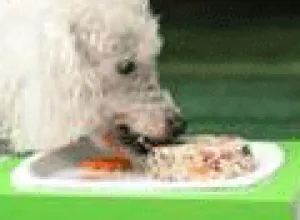 Gastronomía para perros, el nuevo boom comercial