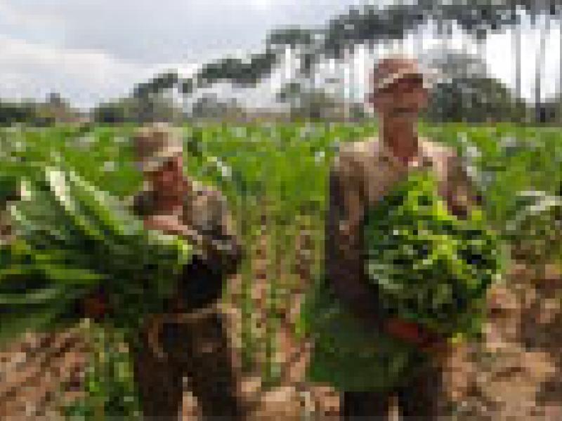 Cuba espera la mejor cosecha de tabaco de la última década