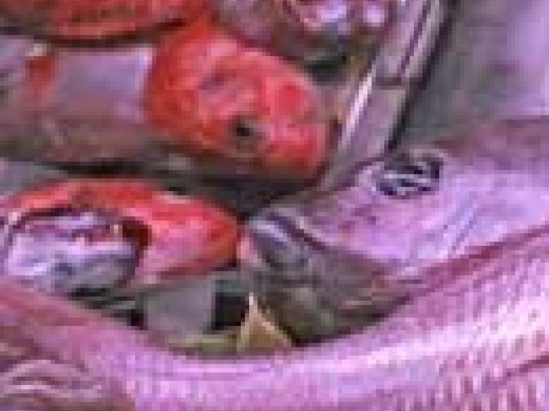 No todos los peces están aptos para ser freídos