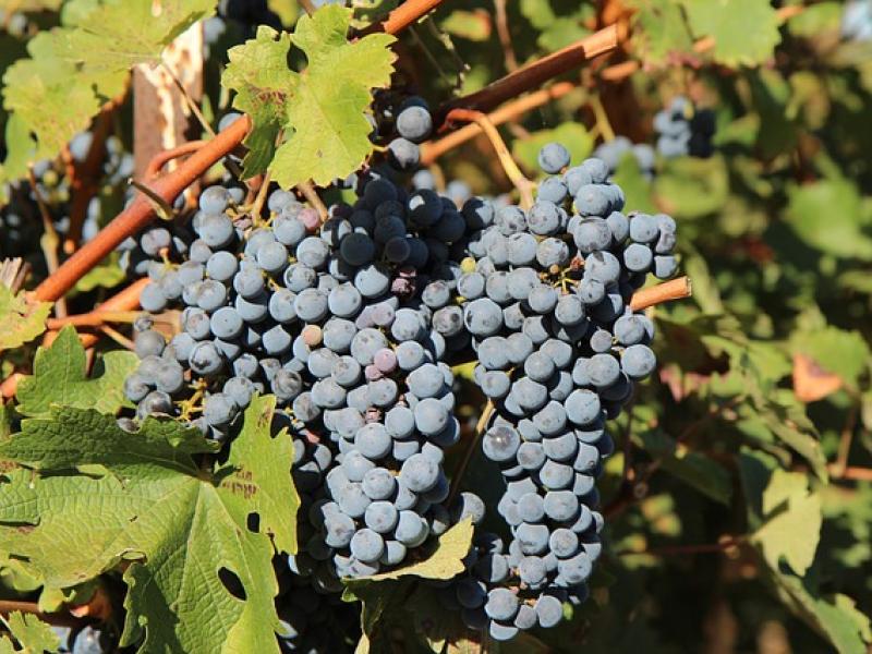 uva merlot