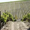 vinos-pasto