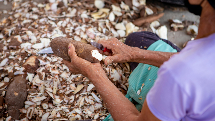 La elaboración del casabe comienza por el pelado de la yuca