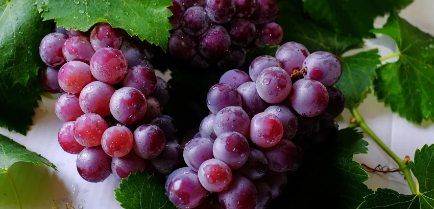 Uva Malbec