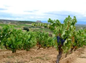 La Bodega Carlos Moro celebra su primera vendimia en La Rioja
