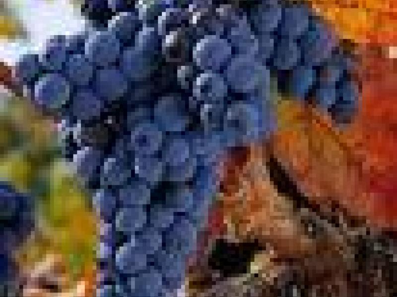 Chapeau a la tempranillo