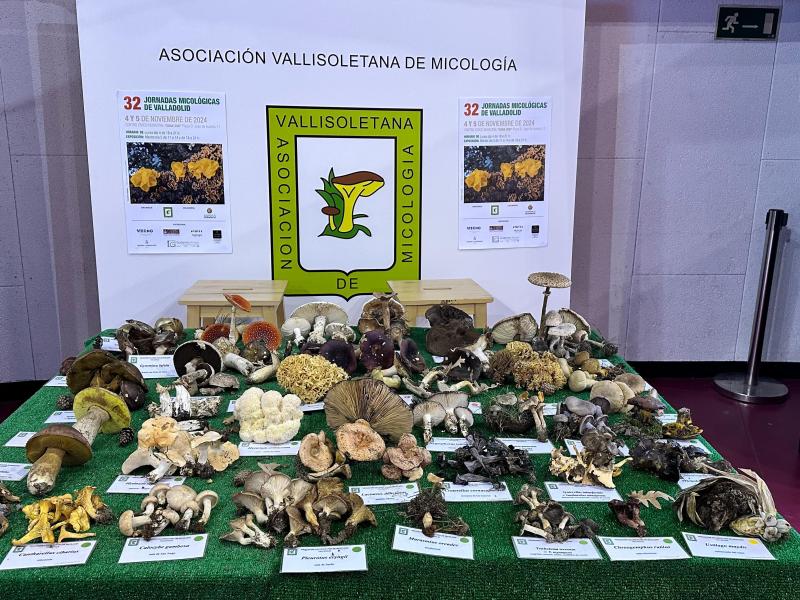 micología