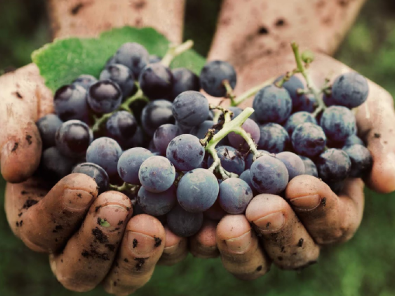 uva-sangiovese