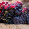 garnacha-peluda