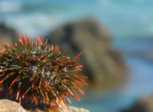 erizo-de-mar