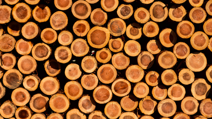 Madera de cedro español