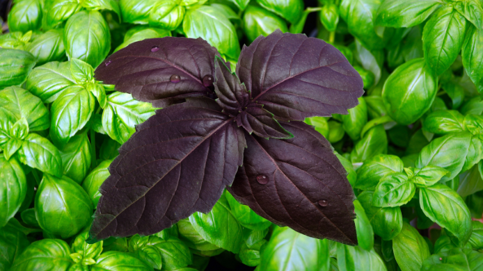 albahaca púrpura y albahaca verde fresca utilizada como ingrediente gastronómico