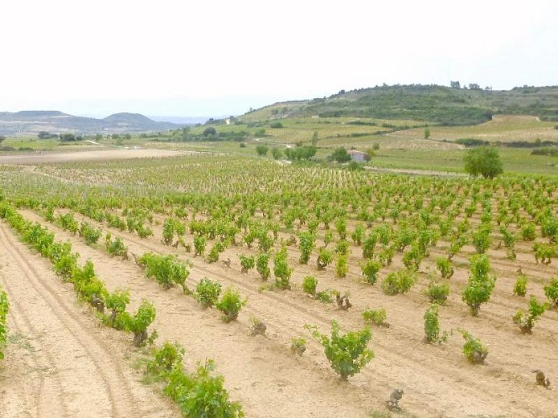 Viñedos Rioja Alavesa