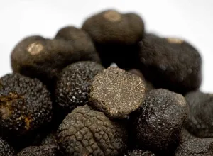trufa negra de soria