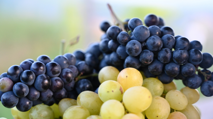 uvas gourmet blancas y tintas