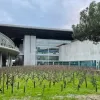 Viñedos urbanos, cuando el vino florece entre cemento y creatividad