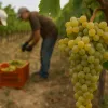 Vendimia en Rioja