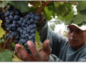 Argentina será quinto productor de vino en 2014 y Chile caerá al octavo lugar