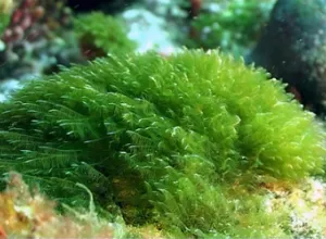 Algas: Combustible y alimento del futuro