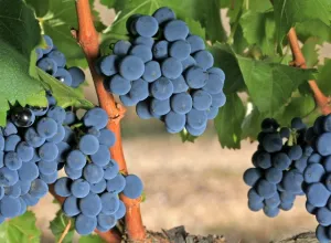 Garnacha de Aragón