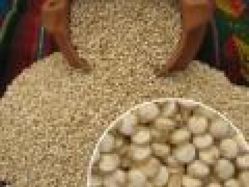 Quinua, el verdadero oro de los incas