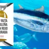 atún rojo