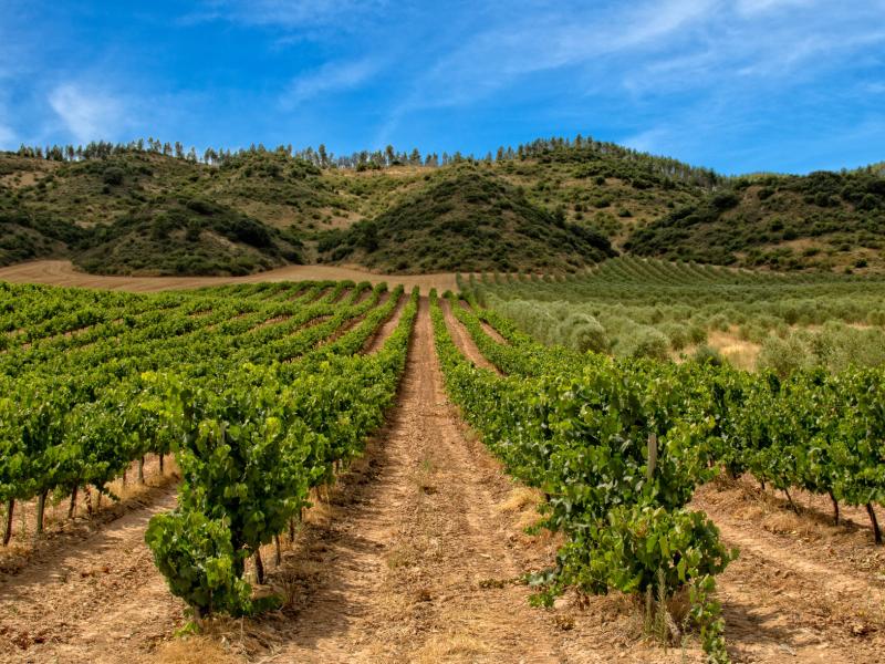 enoturismo prioridad turistica mundial omt