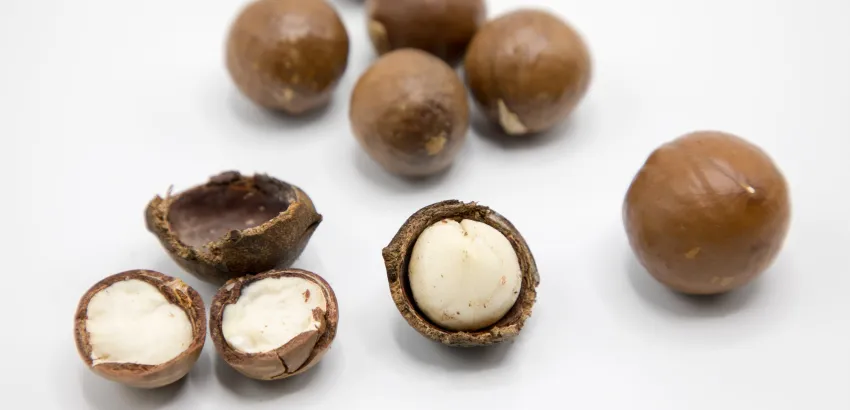 nuez macadamia nuez macadamia