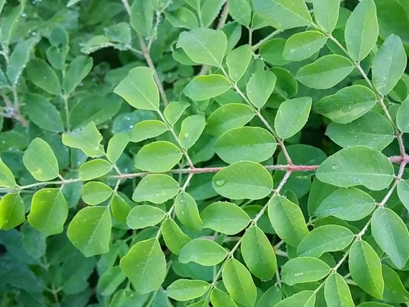 moringa-hojas