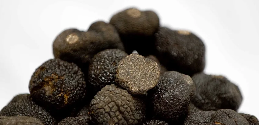 trufa negra de soria