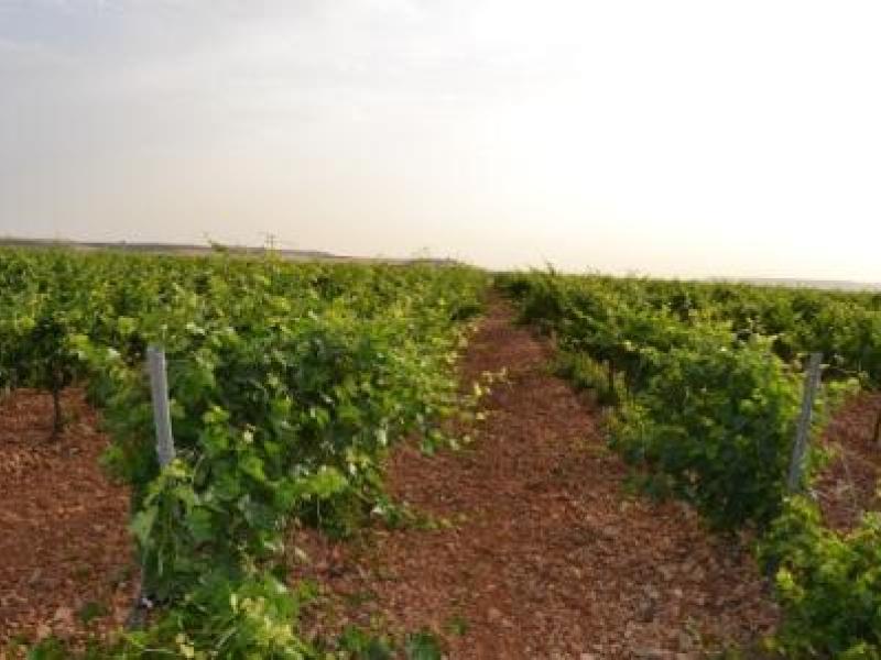 MATARROMERA utiliza sensores inalámbricos remotos para mejorar la producción y rentabilidad de sus viñedos