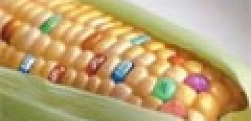 Los alimentos transgénicos siguen siendo rechazados por los consumidores Los alimentos transgénicos siguen siendo rechazados por los consumidores