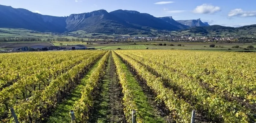 Ruta del Txakoli