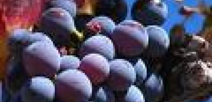 España: Más de 80 millones de kilos de uva se pueden quedar en las cepas de Rioja España: Más de 80 millones de kilos de uva se pueden quedar en las cepas de Rioja