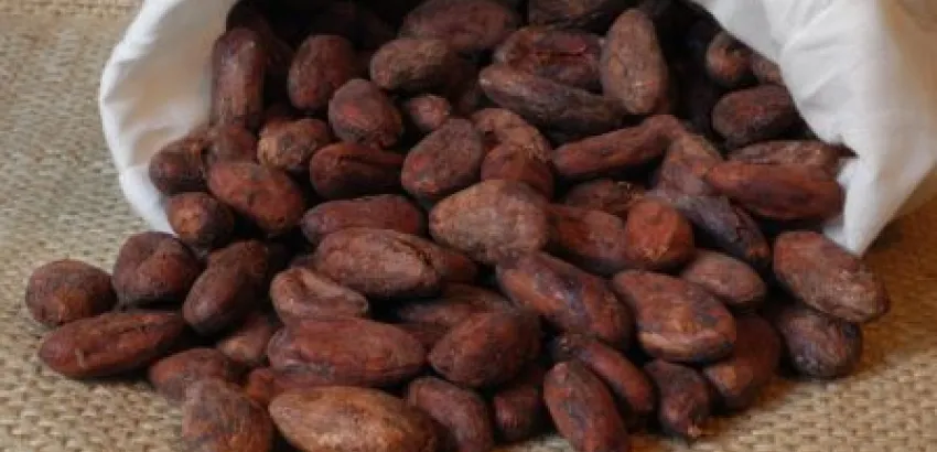 La impronta del cacao en la diversidad cultural de Baracoa La impronta del cacao en la diversidad cultural de Baracoa