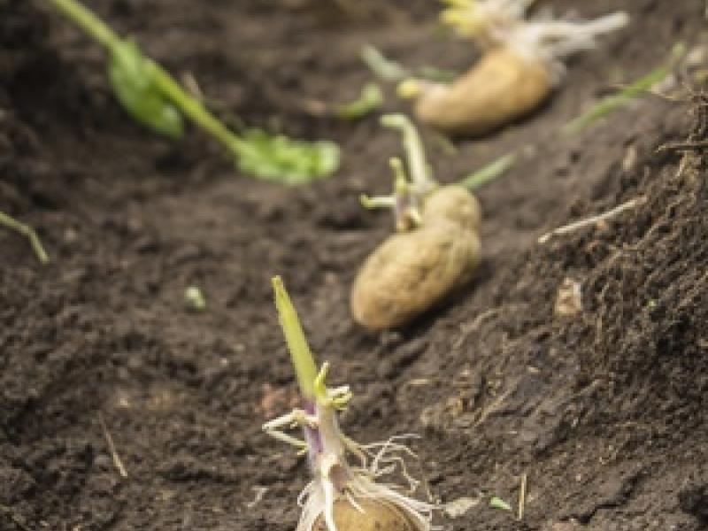 Las patatas pueden crecer sin problemas en el planeta Marte