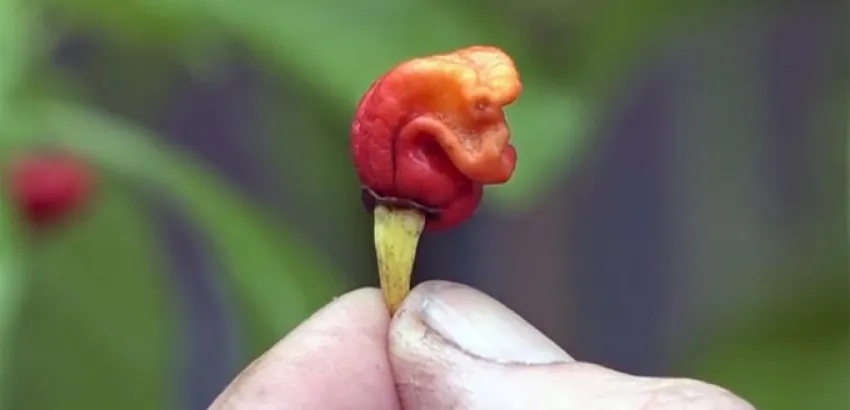 El pimiento más picante del mundo, Dragons Breath Chili El pimiento más picante del mundo, Dragons Breath Chili