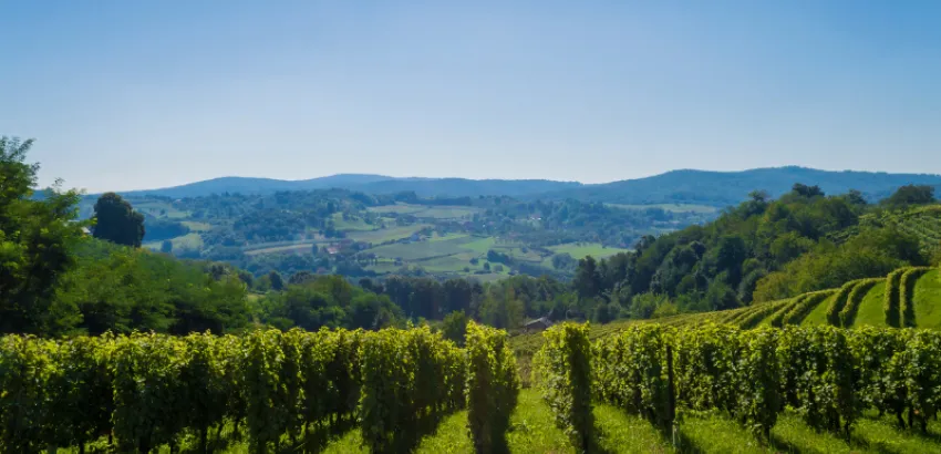 vinos-eslavonia-croacia vinos-eslavonia-croacia
