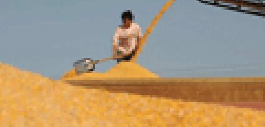 La FAO prevé una subida cada vez mayor del precio de los cereales La FAO prevé una subida cada vez mayor del precio de los cereales