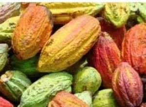 El mejor chocolate del mundo se hace con cacao orgánico dominicano