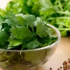 Cilantro