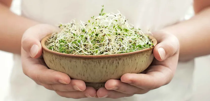 germinados